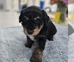 Small Photo #2 Aussiedoodle Miniature  Puppy For Sale in DALTON, GA, USA