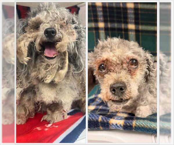 Medium Photo #1 Poodle (Miniature)-Unknown Mix Puppy For Sale in HESPERIA, CA, USA