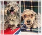 Small Poodle (Miniature) Mix