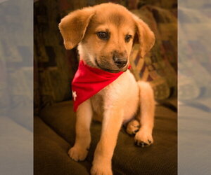 Anatolian Pyrenees Dogs for adoption in Blairsville, GA, USA