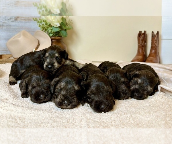 Medium Photo #1 Schnauzer (Miniature) Puppy For Sale in SAN DIEGO, CA, USA