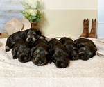 Small Photo #1 Schnauzer (Miniature) Puppy For Sale in SAN DIEGO, CA, USA