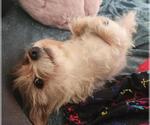 Small #12 Cairn Terrier Mix