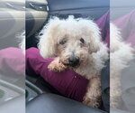 Small #6 Poodle (Miniature) Mix