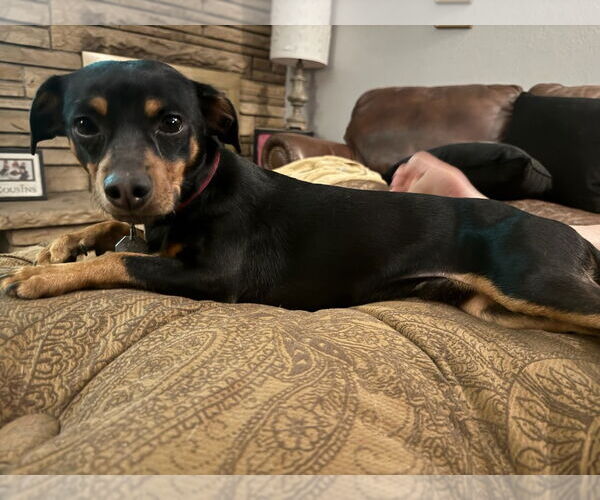Medium Photo #1 Chipin Puppy For Sale in Fort Collins, CO, USA
