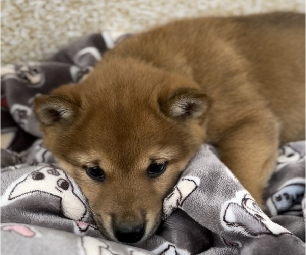 Medium Photo #1 Shiba Inu Puppy For Sale in HOLLAND, MI, USA
