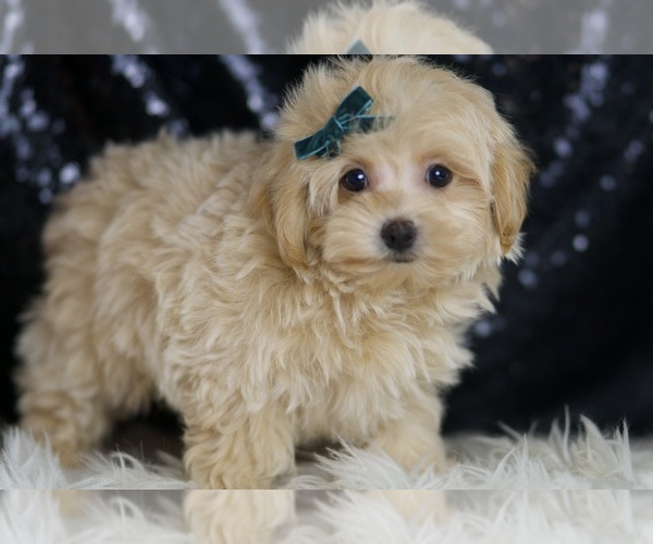 Medium Photo #3 Maltipoo Puppy For Sale in WARSAW, IN, USA