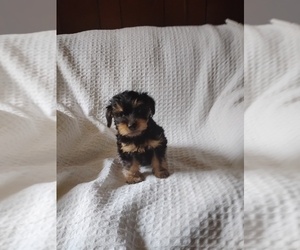 YorkiePoo Puppy for sale in POWHATAN, VA, USA