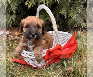 Whoodle (Miniature) Puppy for sale in MIDDLEBURY, IN, USA