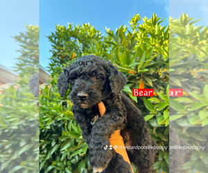 Medium Poodle (Standard)