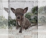 Small #28 Chihuahua