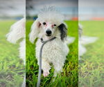 Small #1 Poodle (Toy)