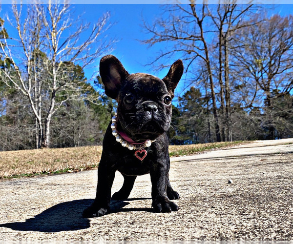 Medium Photo #3 French Bulldog Puppy For Sale in LOCUST GROVE, GA, USA