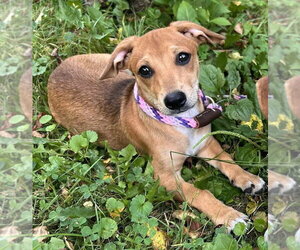 Beagle-Unknown Mix Dogs for adoption in New York, NY, USA