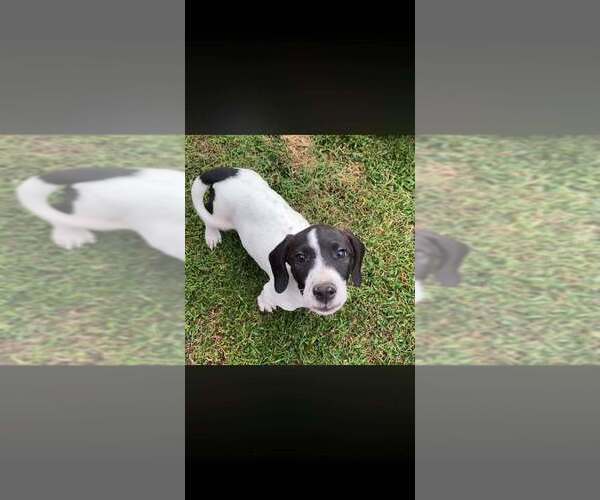 Medium Photo #6 Basset Hound-Unknown Mix Puppy For Sale in New York, NY, USA