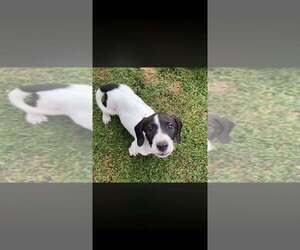 Dolly (GA) - Female Basset Hound-Unknown Mix Dog for Adoption - Photo #6