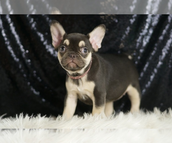 Medium Photo #3 French Bulldog Puppy For Sale in WARSAW, IN, USA