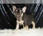 Small #2 French Bulldog