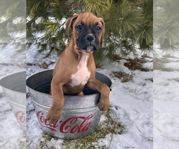 Medium Photo #5 Boxer Puppy For Sale in MIDDLEBURY, IN, USA
