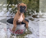 Small Photo #5 Boxer Puppy For Sale in MIDDLEBURY, IN, USA