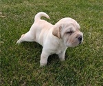 Small #6 Cocker-Pei