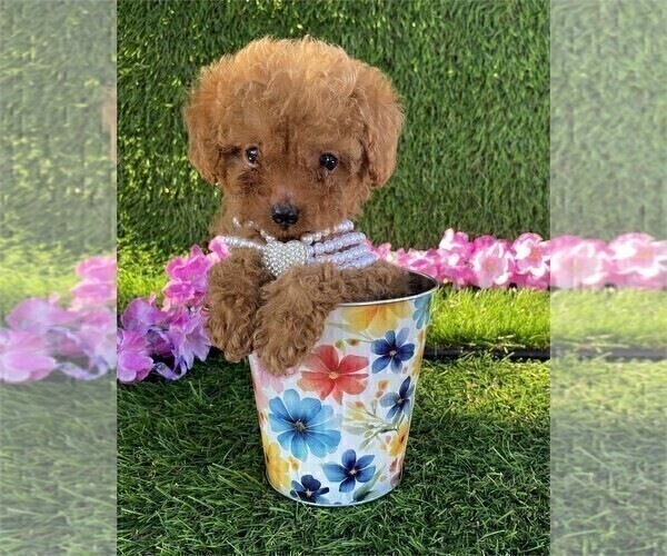 Medium Photo #10 Poodle (Toy) Puppy For Sale in TAMPA, FL, USA