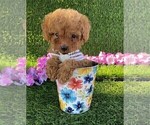 Small #9 Poodle (Toy)