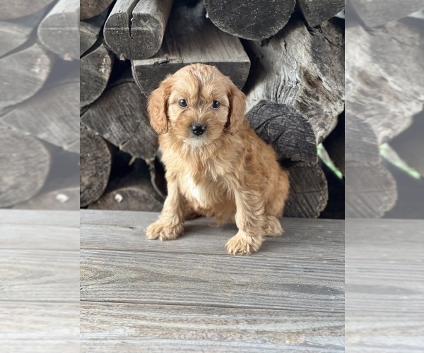 Medium Photo #2 Cavapoo (Miniature) Puppy For Sale in DUNDEE, OH, USA