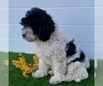 Small Photo #2 Cavapoo Puppy For Sale in MIDDLESEX, NY, USA