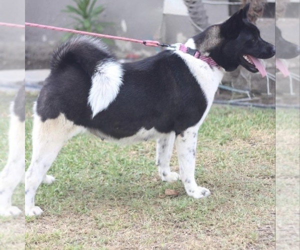 Medium Photo #1 Akita Puppy For Sale in GARDEN GROVE, CA, USA