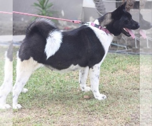 Mother of the Akita puppies born on 08/08/2025
