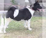 Small Photo #1 Akita Puppy For Sale in GARDEN GROVE, CA, USA