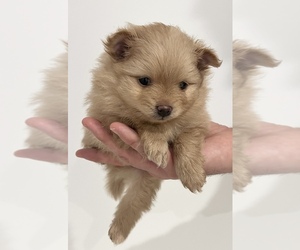 Pomeranian Puppy for sale in WEST BLOOMFIELD, MI, USA