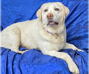 Lillie - Female Mutt Dog for Adoption - Photo #3