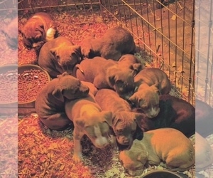 American Bully Puppy for sale in PIKEVILLE, NC, USA
