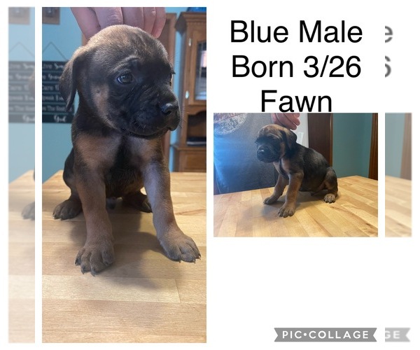 Medium Photo #1 Cane Corso Puppy For Sale in MARTINSVILLE, IN, USA