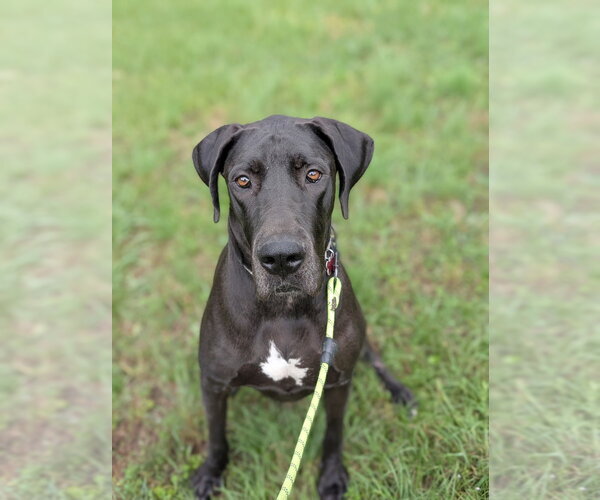 Medium Photo #8 Great Dane-Unknown Mix Puppy For Sale in Boston, MA, USA