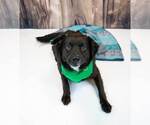 Small #3 Border Collie-Retriever  Mix