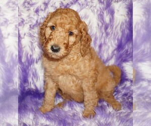 Labradoodle Puppy for sale in LA HABRA, CA, USA