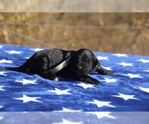 Goldendoodle Puppy for sale in UNION CITY, TN, USA