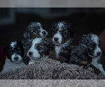 Small Photo #6 Miniature Bernedoodle Puppy For Sale in SWAIN, NY, USA