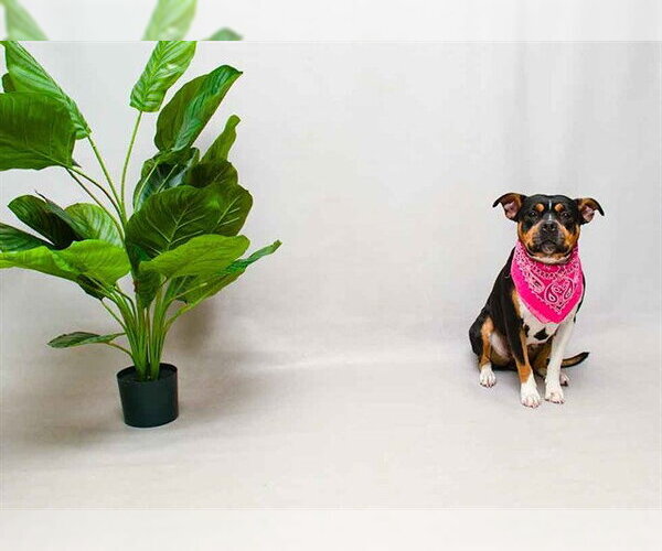 Medium Photo #2 Mutt Puppy For Sale in Sanford, FL, USA