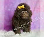 Small #2 Poodle (Miniature)