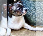 Puppy Joe Ready Now Chihuahua