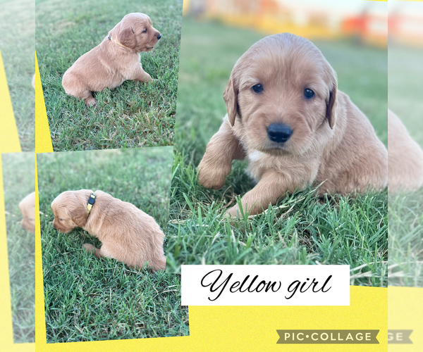 Medium Photo #5 Golden Retriever Puppy For Sale in JUSTIN, TX, USA