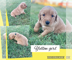 Small #4 Golden Retriever