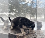 Small #13 Siberian Husky