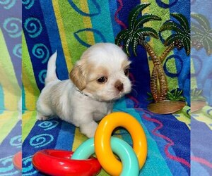 Shih Tzu Puppy for sale in SACRAMENTO, CA, USA