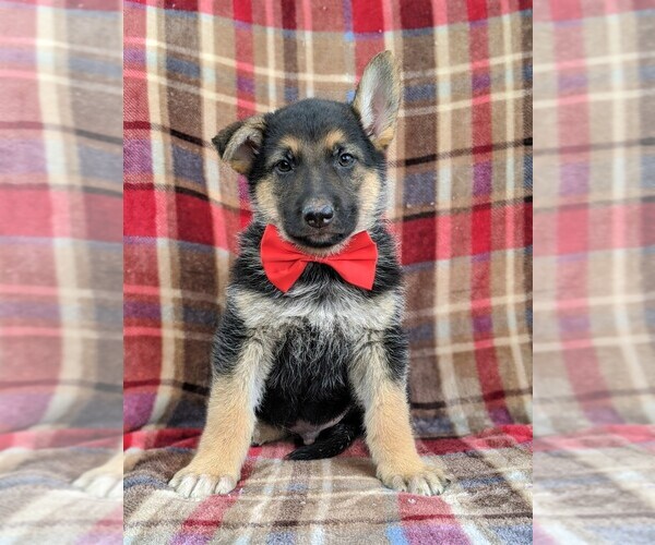 Medium Photo #1 German Shepherd Dog Puppy For Sale in COCHRANVILLE, PA, USA