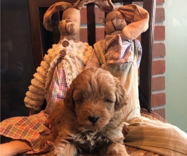 Medium Photo #1 Goldendoodle (Miniature) Puppy For Sale in MARSHALLVILLE, OH, USA